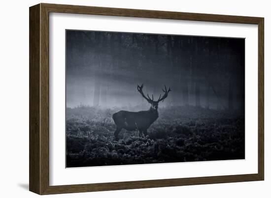 A Large Red Deer Stag, Cervus Elaphus, In Richmond Park At Dawn-Alex Saberi-Framed Photographic Print