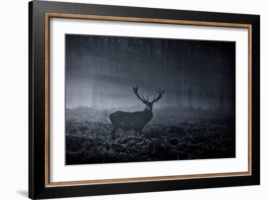 A Large Red Deer Stag, Cervus Elaphus, In Richmond Park At Dawn-Alex Saberi-Framed Photographic Print