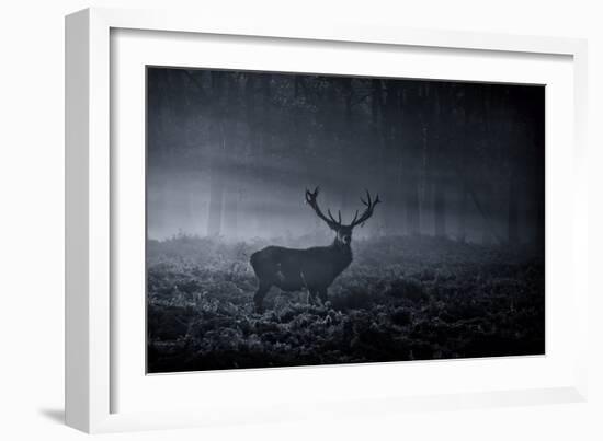 A Large Red Deer Stag, Cervus Elaphus, In Richmond Park At Dawn-Alex Saberi-Framed Photographic Print