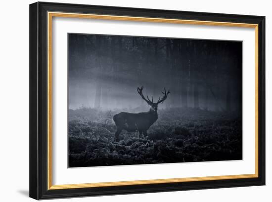 A Large Red Deer Stag, Cervus Elaphus, In Richmond Park At Dawn-Alex Saberi-Framed Photographic Print