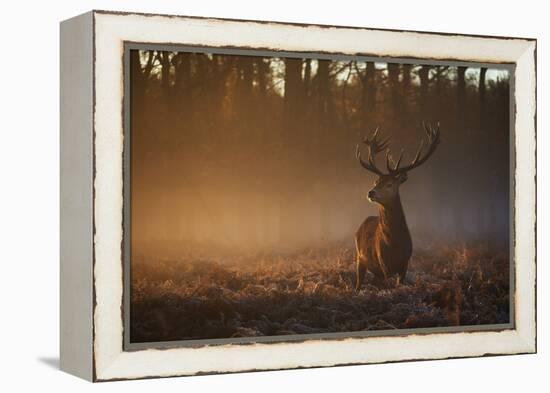 A Large Red Deer Stag, Cervus Elaphus, In Richmond Park At Dawn-Alex Saberi-Framed Premier Image Canvas