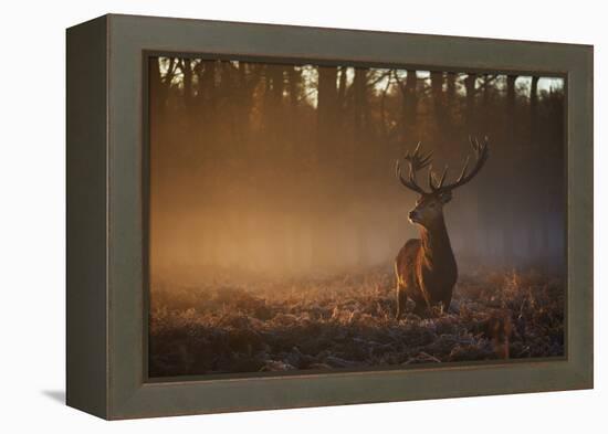 A Large Red Deer Stag, Cervus Elaphus, In Richmond Park At Dawn-Alex Saberi-Framed Premier Image Canvas