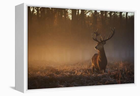 A Large Red Deer Stag, Cervus Elaphus, In Richmond Park At Dawn-Alex Saberi-Framed Premier Image Canvas