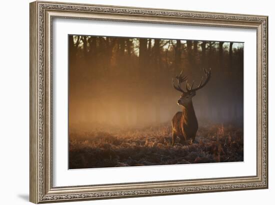 A Large Red Deer Stag, Cervus Elaphus, In Richmond Park At Dawn-Alex Saberi-Framed Photographic Print