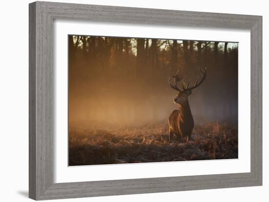 A Large Red Deer Stag, Cervus Elaphus, In Richmond Park At Dawn-Alex Saberi-Framed Photographic Print