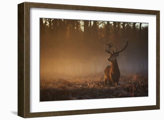 A Large Red Deer Stag, Cervus Elaphus, In Richmond Park At Dawn-Alex Saberi-Framed Photographic Print