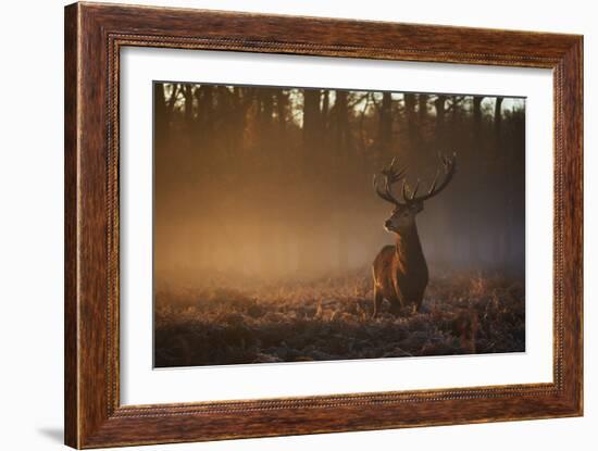 A Large Red Deer Stag, Cervus Elaphus, In Richmond Park At Dawn-Alex Saberi-Framed Photographic Print