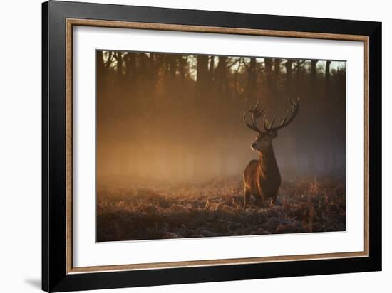 A Large Red Deer Stag, Cervus Elaphus, In Richmond Park At Dawn-Alex Saberi-Framed Photographic Print