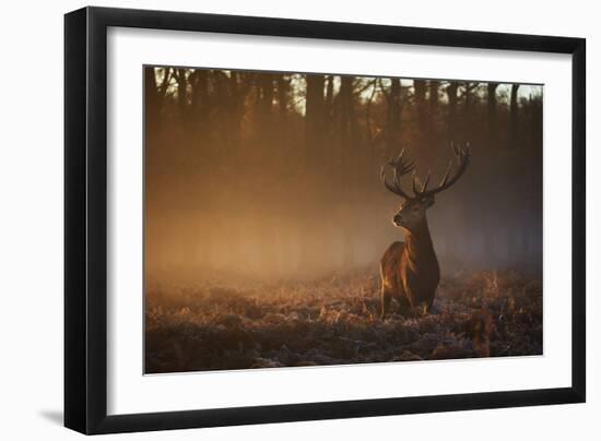 A Large Red Deer Stag, Cervus Elaphus, In Richmond Park At Dawn-Alex Saberi-Framed Photographic Print