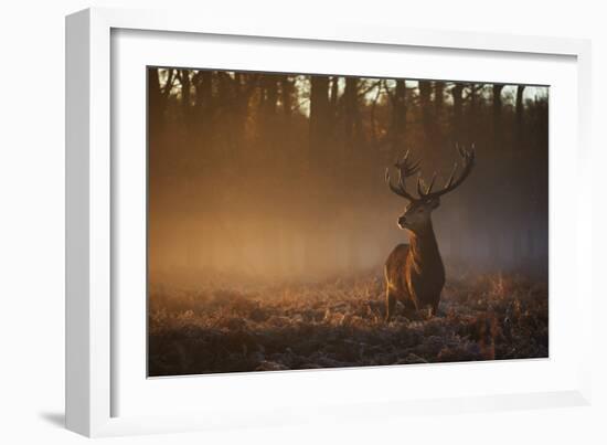 A Large Red Deer Stag, Cervus Elaphus, In Richmond Park At Dawn-Alex Saberi-Framed Photographic Print