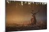 A Large Red Deer Stag, Cervus Elaphus, In Richmond Park At Dawn-Alex Saberi-Mounted Photographic Print