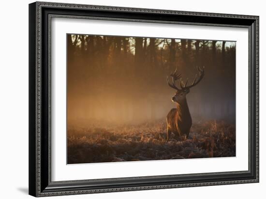 A Large Red Deer Stag, Cervus Elaphus, In Richmond Park At Dawn-Alex Saberi-Framed Photographic Print