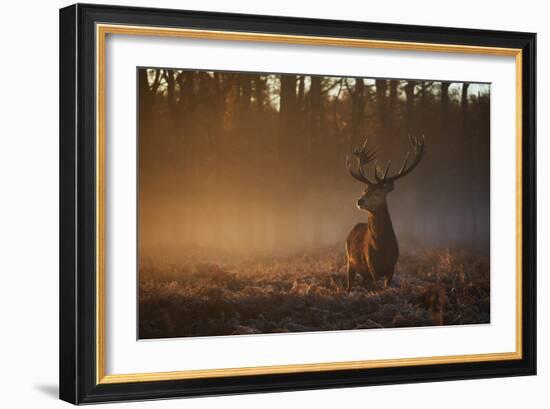 A Large Red Deer Stag, Cervus Elaphus, In Richmond Park At Dawn-Alex Saberi-Framed Photographic Print