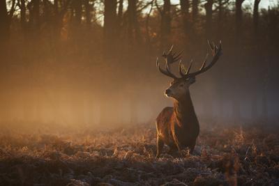 large deer
