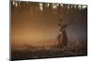 A Large Red Deer Stag, Cervus Elaphus, In Richmond Park At Dawn-Alex Saberi-Mounted Premium Photographic Print