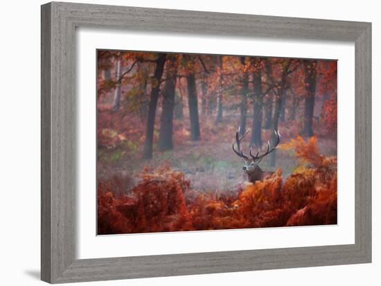 A Large Red Deer Stag, Cervus Elaphus, Stands In Richmond Park At Dawn-Alex Saberi-Framed Photographic Print