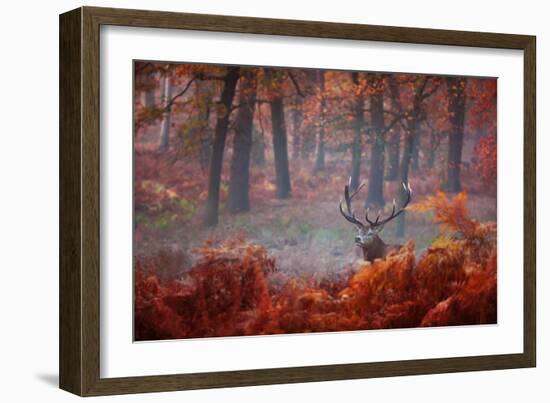 A Large Red Deer Stag, Cervus Elaphus, Stands In Richmond Park At Dawn-Alex Saberi-Framed Photographic Print