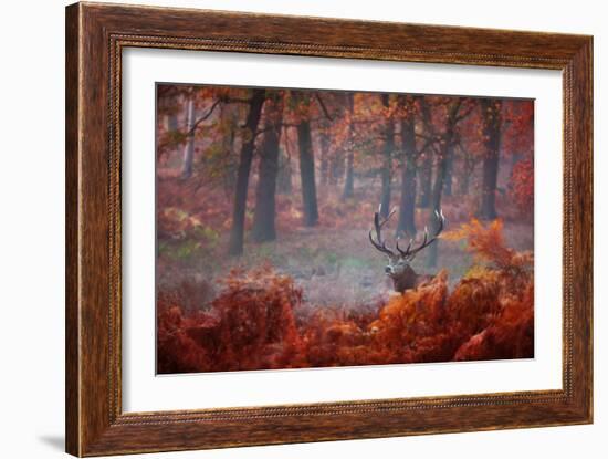 A Large Red Deer Stag, Cervus Elaphus, Stands In Richmond Park At Dawn-Alex Saberi-Framed Photographic Print