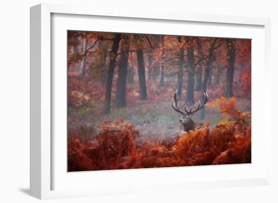 A Large Red Deer Stag, Cervus Elaphus, Stands In Richmond Park At Dawn-Alex Saberi-Framed Photographic Print