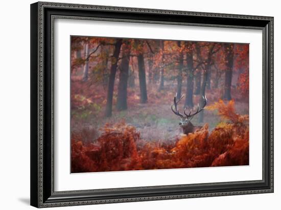 A Large Red Deer Stag, Cervus Elaphus, Stands In Richmond Park At Dawn-Alex Saberi-Framed Photographic Print