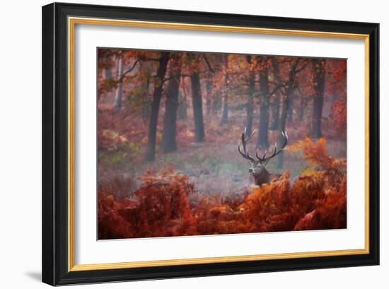 A Large Red Deer Stag, Cervus Elaphus, Stands In Richmond Park At Dawn-Alex Saberi-Framed Photographic Print