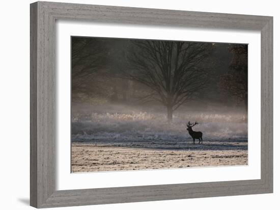 A Large Red Deer Stag, Cervus Elaphus, Stands In Richmond Park At Dawn-Alex Saberi-Framed Photographic Print