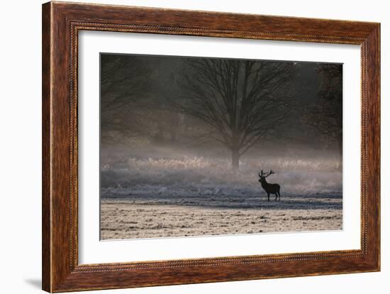 A Large Red Deer Stag, Cervus Elaphus, Stands In Richmond Park At Dawn-Alex Saberi-Framed Photographic Print