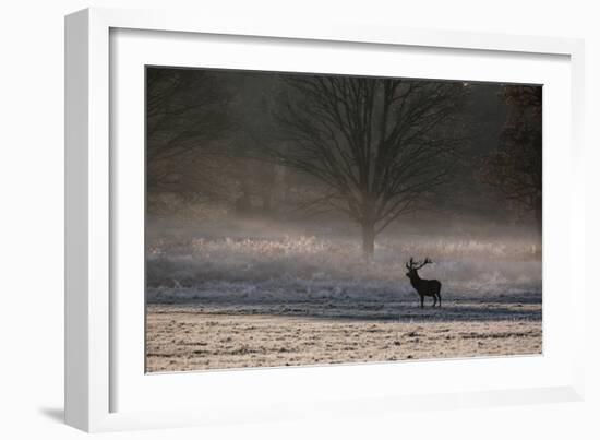 A Large Red Deer Stag, Cervus Elaphus, Stands In Richmond Park At Dawn-Alex Saberi-Framed Photographic Print