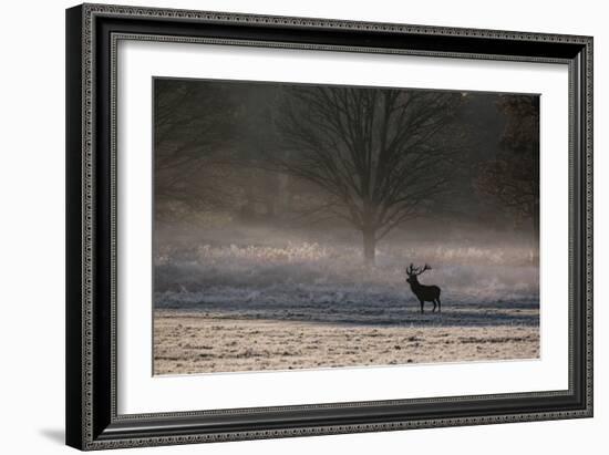 A Large Red Deer Stag, Cervus Elaphus, Stands In Richmond Park At Dawn-Alex Saberi-Framed Photographic Print