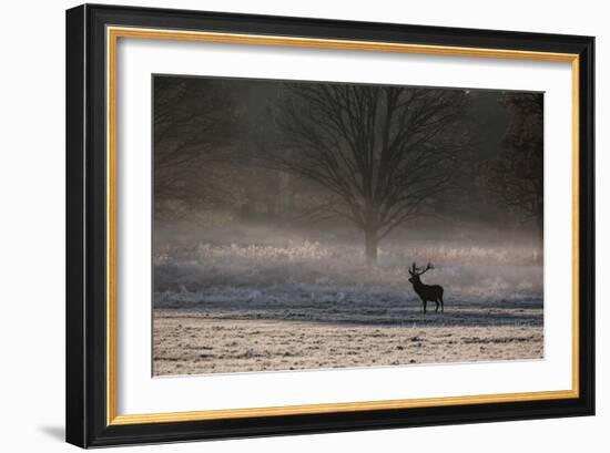 A Large Red Deer Stag, Cervus Elaphus, Stands In Richmond Park At Dawn-Alex Saberi-Framed Photographic Print