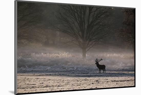 A Large Red Deer Stag, Cervus Elaphus, Stands In Richmond Park At Dawn-Alex Saberi-Mounted Premium Photographic Print