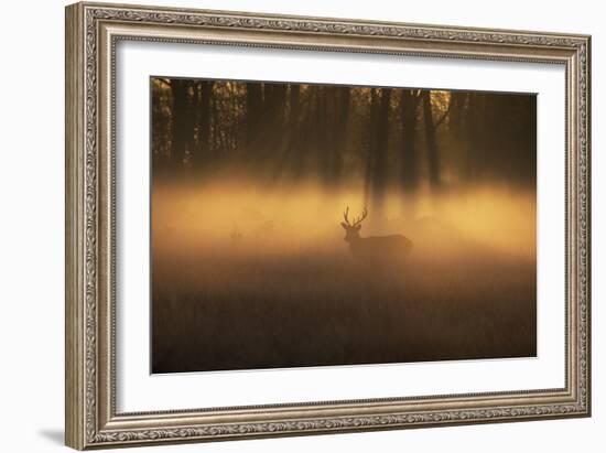 A Large Red Deer Stag, Cervus Elaphus, Stands In Richmond Park At Dawn-Alex Saberi-Framed Photographic Print