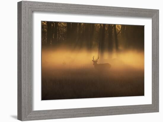 A Large Red Deer Stag, Cervus Elaphus, Stands In Richmond Park At Dawn-Alex Saberi-Framed Photographic Print