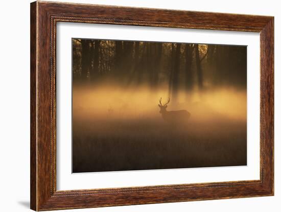 A Large Red Deer Stag, Cervus Elaphus, Stands In Richmond Park At Dawn-Alex Saberi-Framed Photographic Print