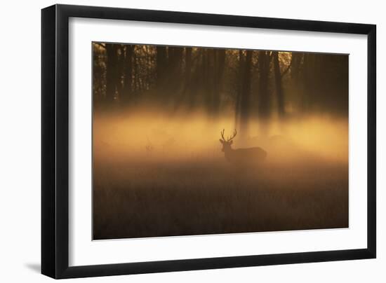 A Large Red Deer Stag, Cervus Elaphus, Stands In Richmond Park At Dawn-Alex Saberi-Framed Photographic Print