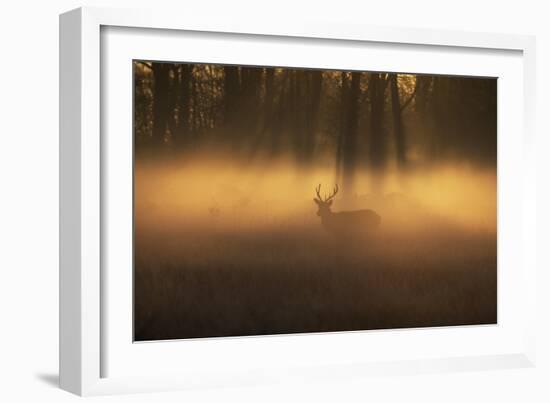 A Large Red Deer Stag, Cervus Elaphus, Stands In Richmond Park At Dawn-Alex Saberi-Framed Photographic Print