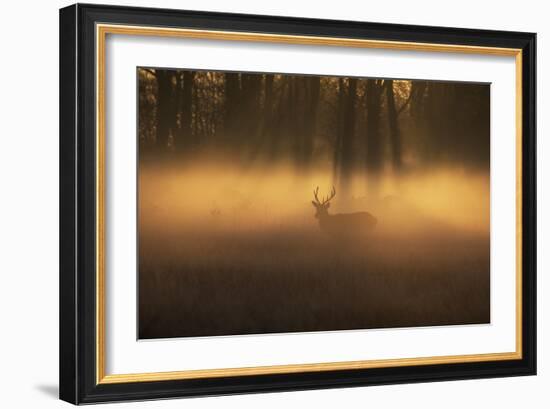 A Large Red Deer Stag, Cervus Elaphus, Stands In Richmond Park At Dawn-Alex Saberi-Framed Photographic Print