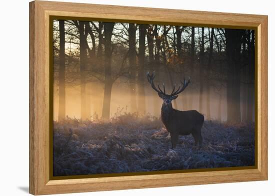 A large red deer stag, Cervus elaphus, stands in Richmond Park at dawn.-Alex Saberi-Framed Premier Image Canvas