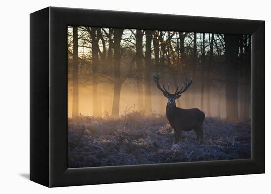 A large red deer stag, Cervus elaphus, stands in Richmond Park at dawn.-Alex Saberi-Framed Premier Image Canvas