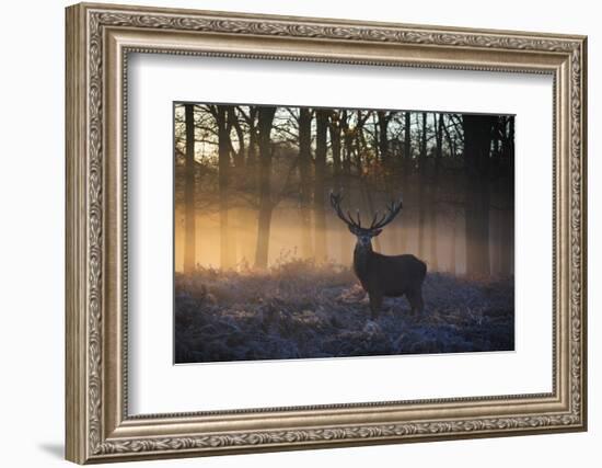 A large red deer stag, Cervus elaphus, stands in Richmond Park at dawn.-Alex Saberi-Framed Photographic Print