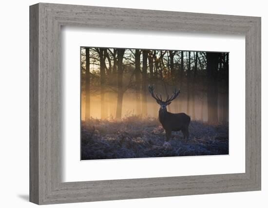 A large red deer stag, Cervus elaphus, stands in Richmond Park at dawn.-Alex Saberi-Framed Photographic Print