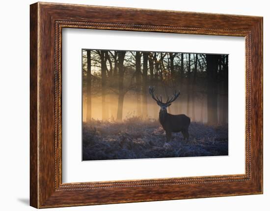 A large red deer stag, Cervus elaphus, stands in Richmond Park at dawn.-Alex Saberi-Framed Photographic Print