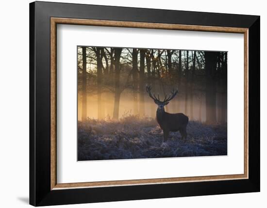 A large red deer stag, Cervus elaphus, stands in Richmond Park at dawn.-Alex Saberi-Framed Photographic Print