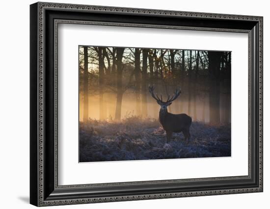 A large red deer stag, Cervus elaphus, stands in Richmond Park at dawn.-Alex Saberi-Framed Photographic Print