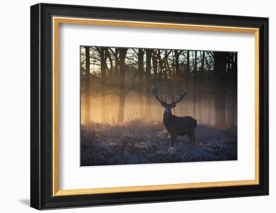 A large red deer stag, Cervus elaphus, stands in Richmond Park at dawn.-Alex Saberi-Framed Photographic Print