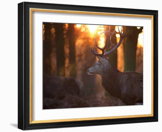 A Large Red Deer Stag on a Winter Morning in Richmond Park-Alex Saberi-Framed Photographic Print