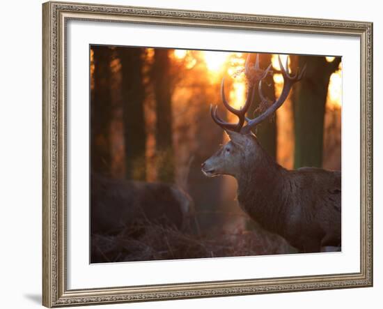 A Large Red Deer Stag on a Winter Morning in Richmond Park-Alex Saberi-Framed Photographic Print