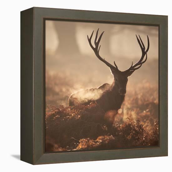 A Large Red Deer Stag Waits in the Early Morning Mists of Richmond Park-Alex Saberi-Framed Premier Image Canvas