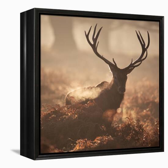 A Large Red Deer Stag Waits in the Early Morning Mists of Richmond Park-Alex Saberi-Framed Premier Image Canvas