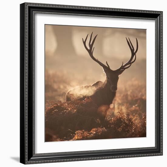 A Large Red Deer Stag Waits in the Early Morning Mists of Richmond Park-Alex Saberi-Framed Photographic Print